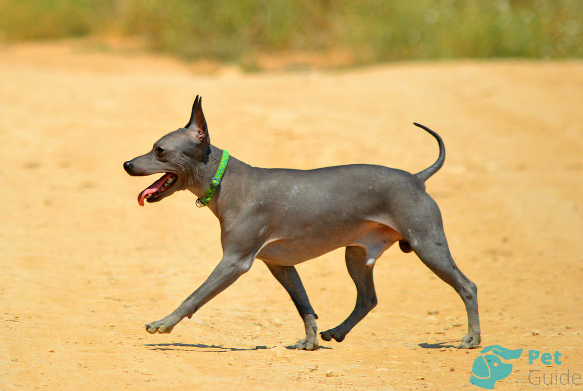 Чем кормить АГТ? Чем кормить АГТ?