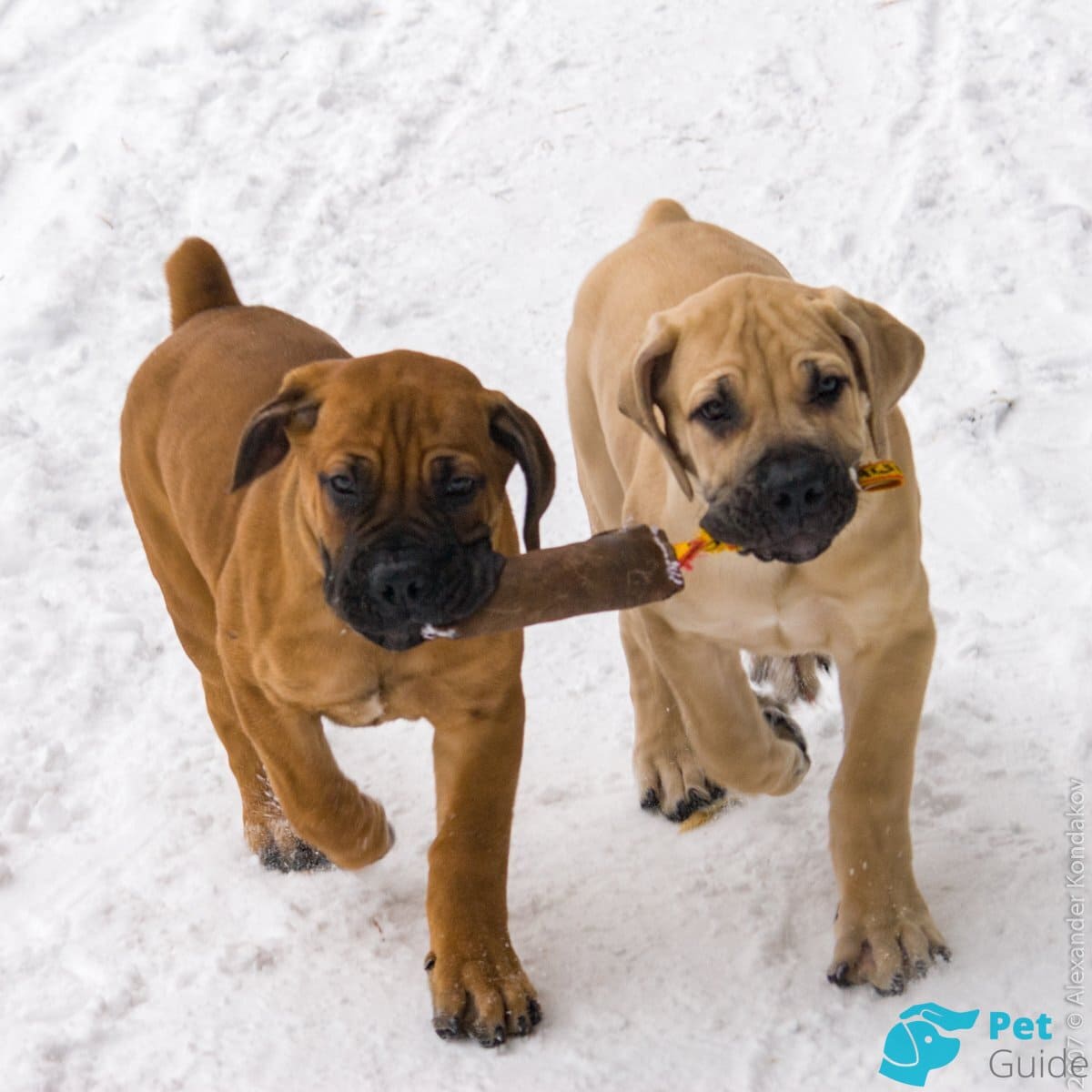 Чем кормить бурбуля? Чем кормить бурбуля?