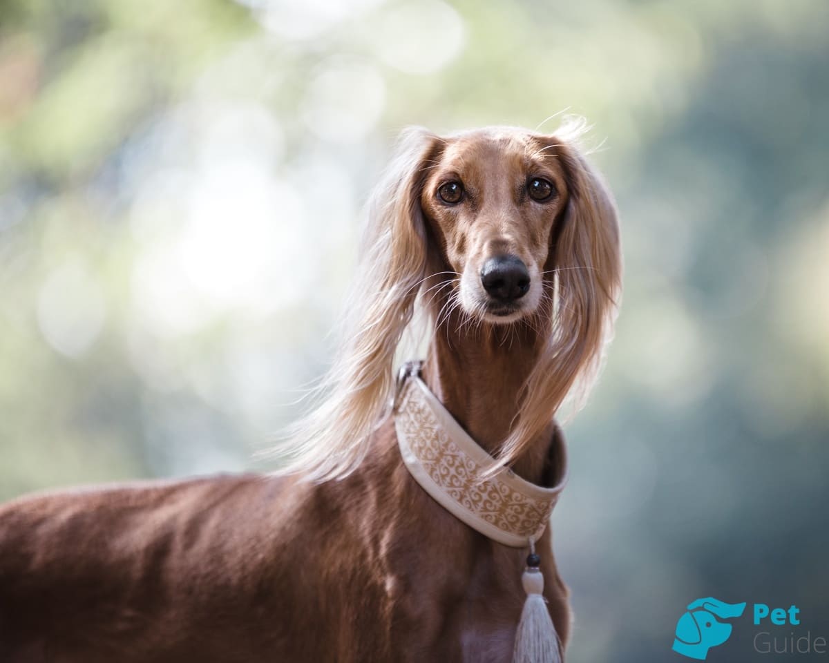 Чем кормить персидскую борзую?