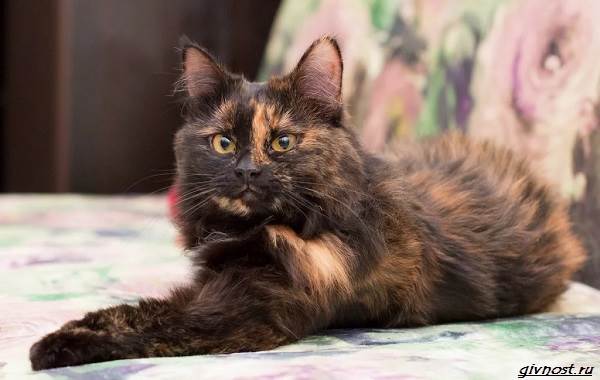 Черепаховая-кошка-описание-особенности-характера-и-признаки-10