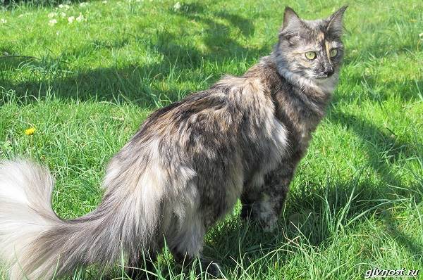 Черепаховая-кошка-описание-особенности-характера-и-признаки-11