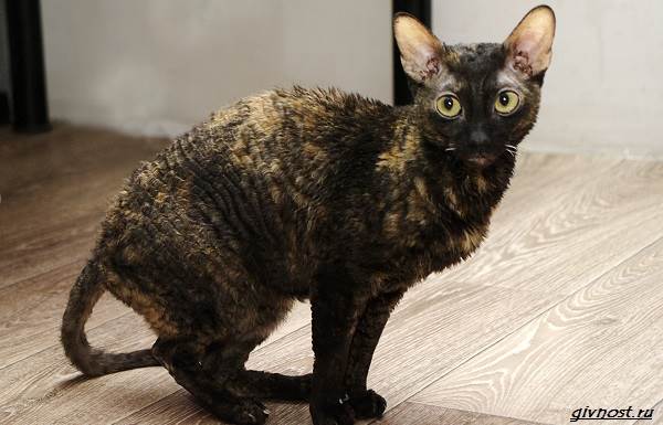 Черепаховая-кошка-описание-особенности-характера-и-признаки-12