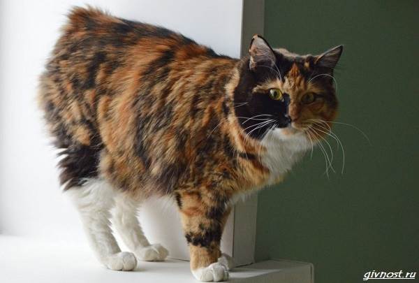 Черепаховая-кошка-описание-особенности-характера-и-признаки-13