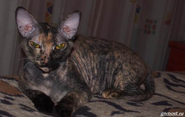 Черепаховая-кошка-описание-особенности-характера-и-признаки-14