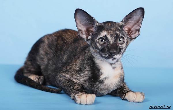 Черепаховая-кошка-описание-особенности-характера-и-признаки-15