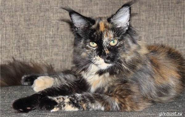 Черепаховая-кошка-описание-особенности-характера-и-признаки-16