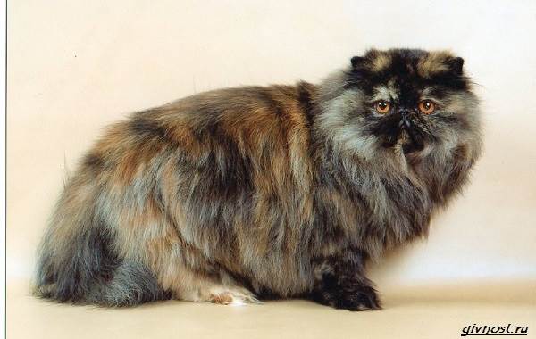 Черепаховая-кошка-описание-особенности-характера-и-признаки-17