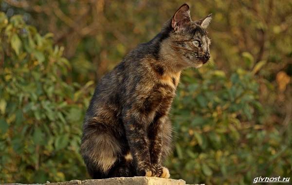 Черепаховая-кошка-описание-особенности-характера-и-признаки-21