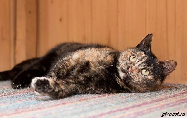 Черепаховая-кошка-описание-особенности-характера-и-признаки-23