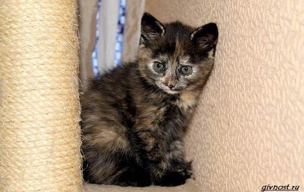 Черепаховая-кошка-описание-особенности-характера-и-признаки-24