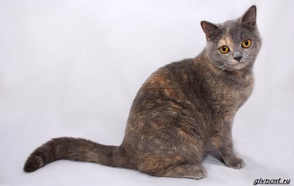 Черепаховая-кошка-описание-особенности-характера-и-признаки-9