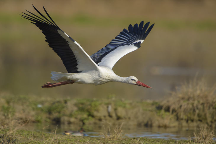 Описание и характеристики аиста: чем питаются, где живут и сколько живут