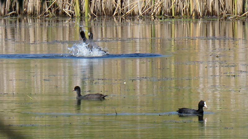 Лысуха - это не утка, а птица из семейства пастушковых