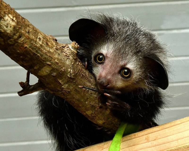 Лемур Лори: описание животного, особенности, виды, среда обитания