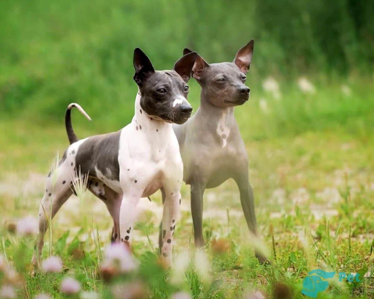 Факты об американском голом терьере Факты об американском голом терьере