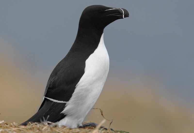 Морская гагарка Морская гагарка