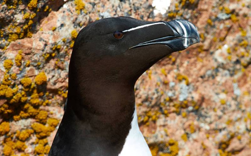 Голова гагарки Голова гагарки
