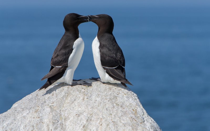 Самка и самец Самка и самец