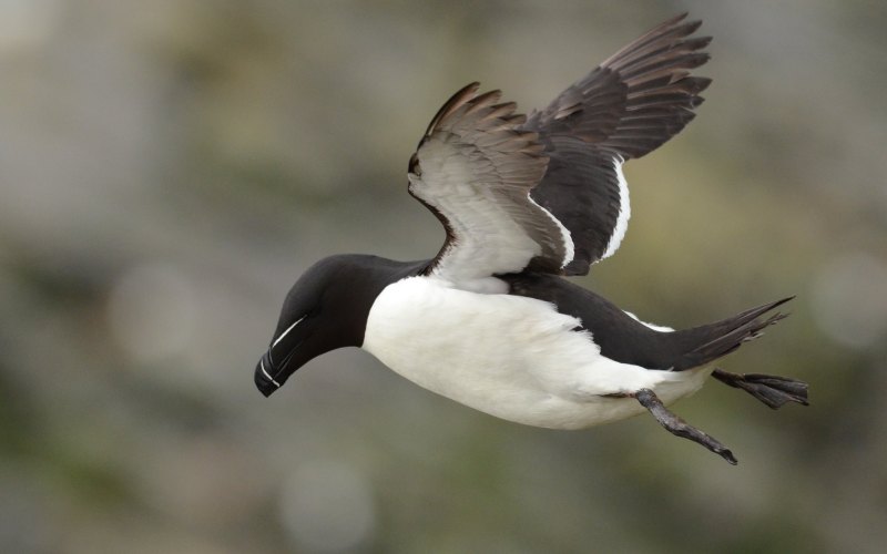 В полете В полете