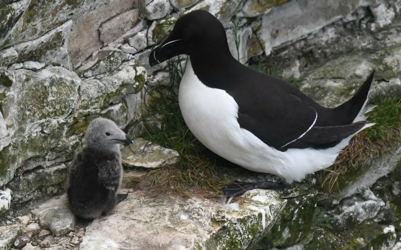 С птенцом С птенцом