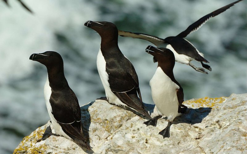 Стая гагарок Стая гагарок
