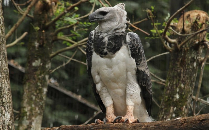 Необычная гарпия Необычная гарпия