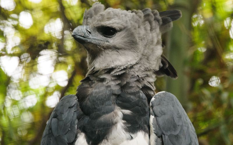 Голова гарпии Голова гарпии