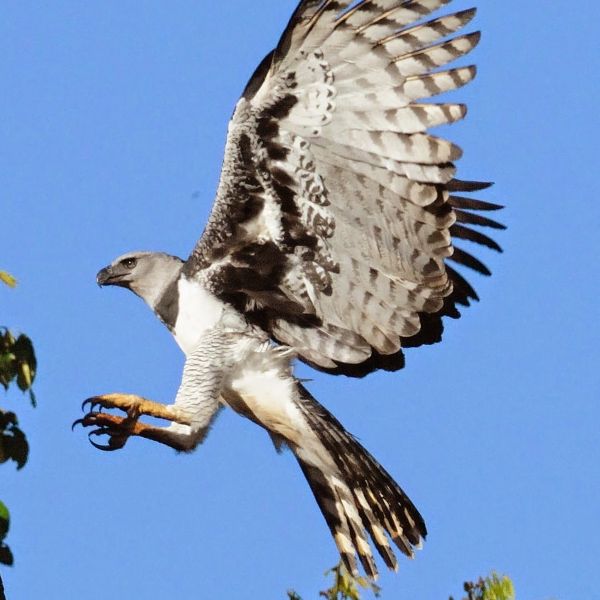 Гарпия в полете Гарпия в полете