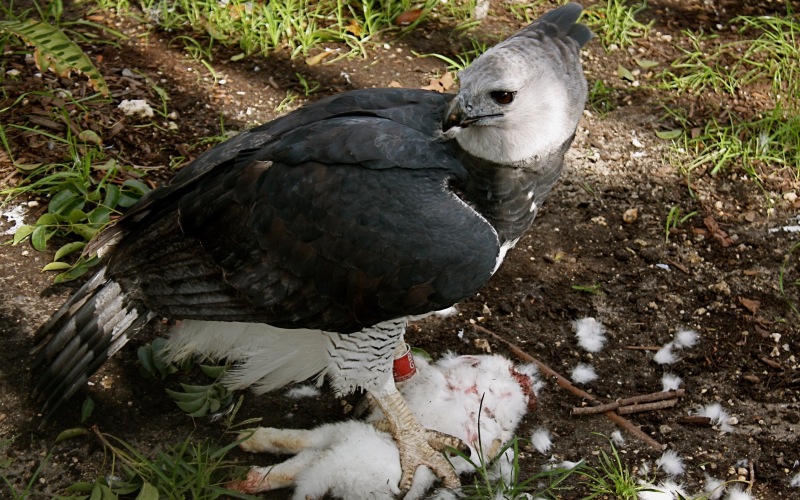 С добычей С добычей