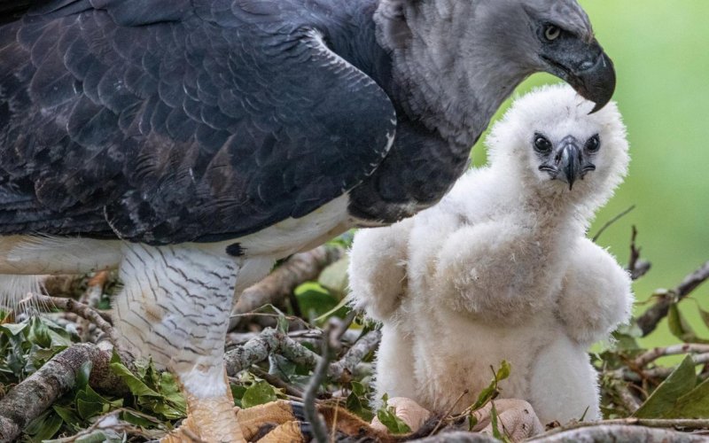 Птенец гарпии Птенец гарпии