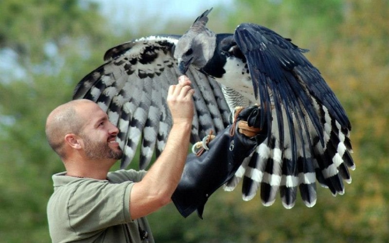 Гарпия с человеком Гарпия с человеком