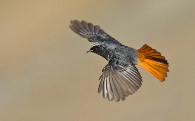 На ходу На ходу