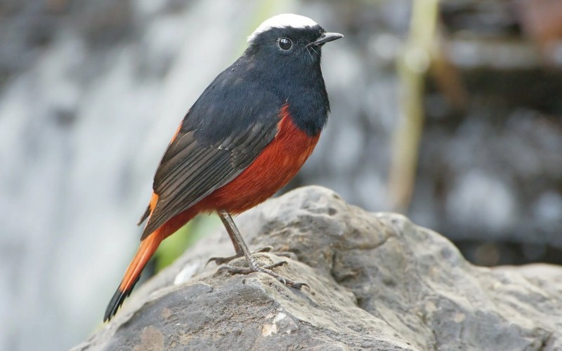 Сидя на камне Сидя на камне