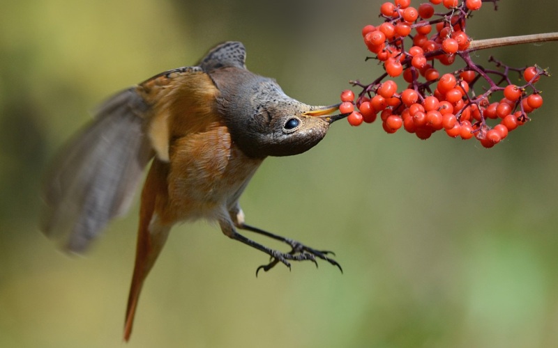 Есть ягоды Есть ягоды