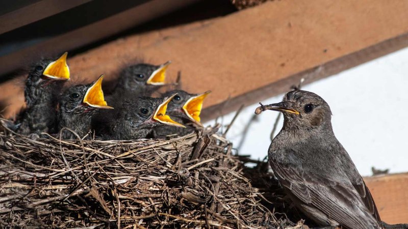 Языки горихвостки Языки горихвостки