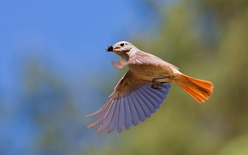 Летает с добычей Летает с добычей