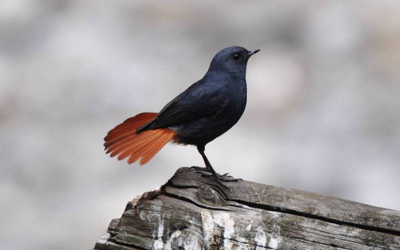 Красный старт Красный старт