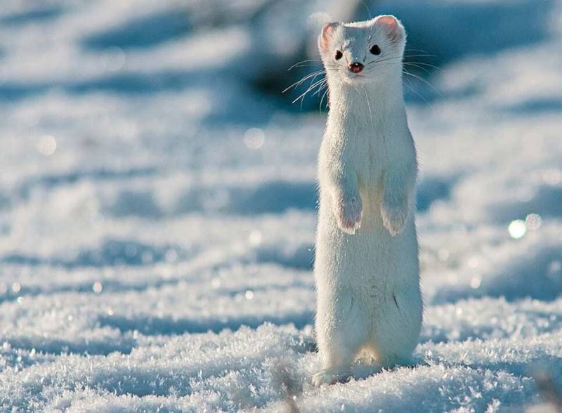Горностай - как выглядит, где водится и чем питается