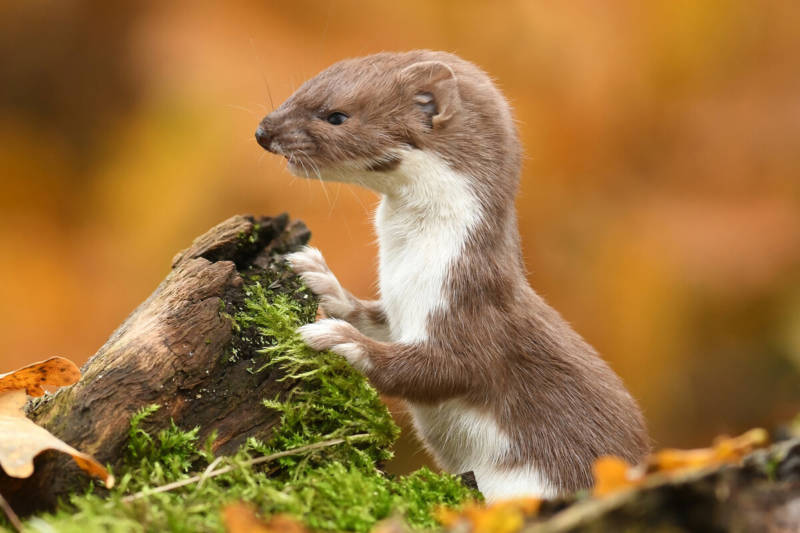 Горностай - как выглядит, где водится и чем питается