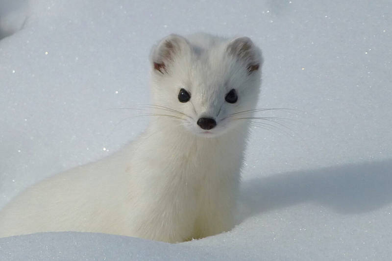 Горностай - как выглядит, где водится и чем питается