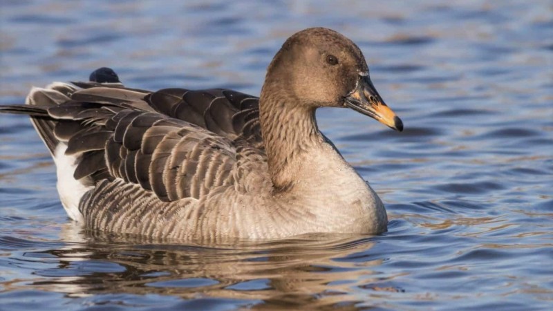 Гусь в воде Гусь в воде