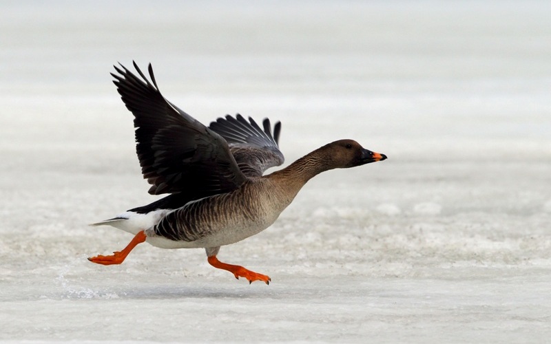 Птица бежит Птица бежит