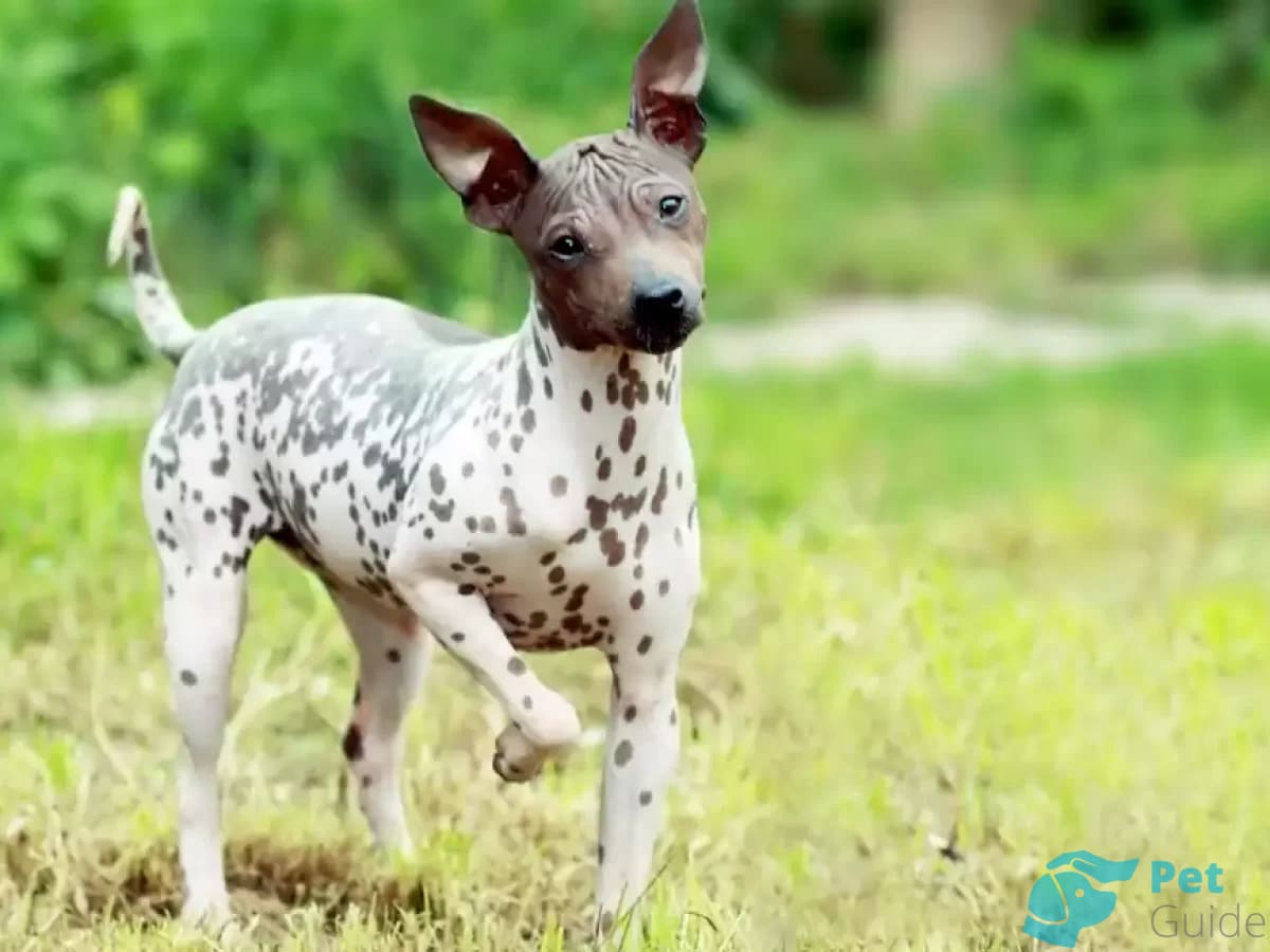 Характер американского голого терьера Характер американского голого терьера