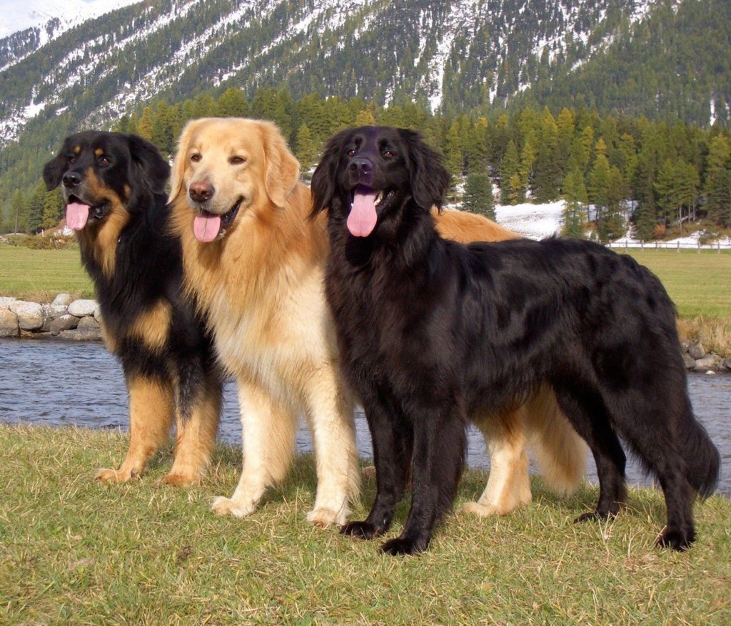 Ховаварт черный фото