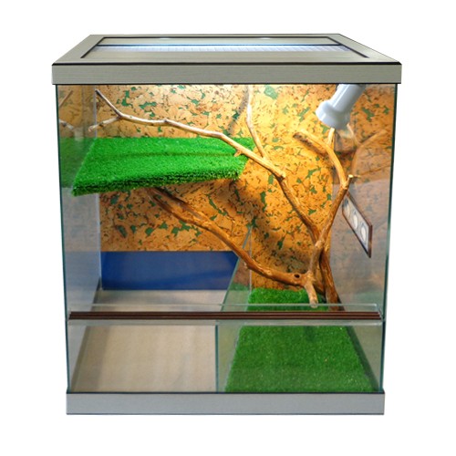 Ящерица во «всеоружии»: ядозуб