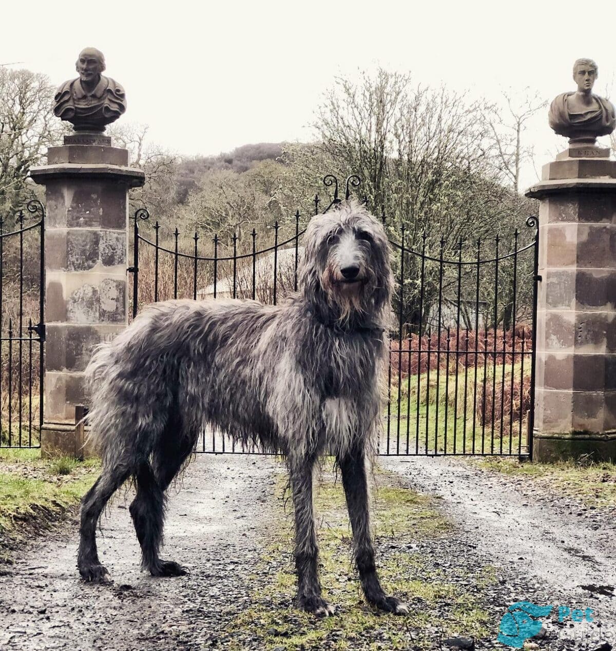 История происхождения дирхаунда