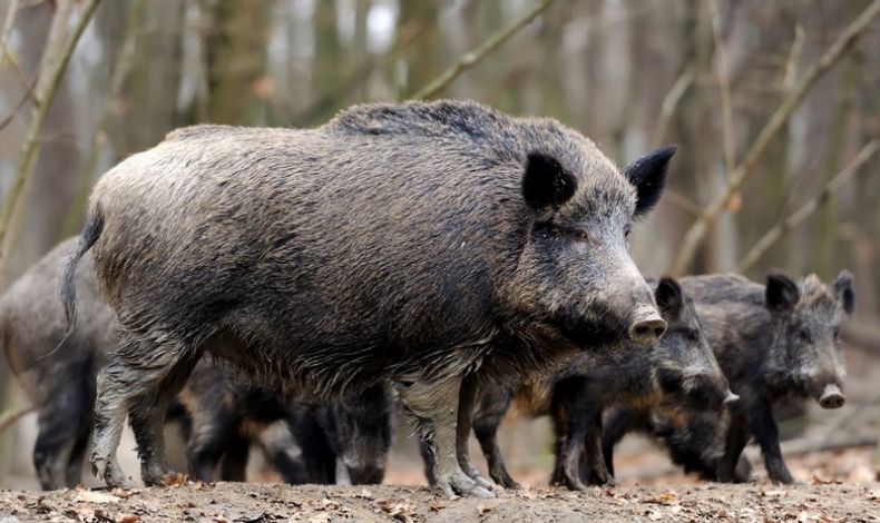 Кабан по способу питания: что ест и как питается это дикое животное