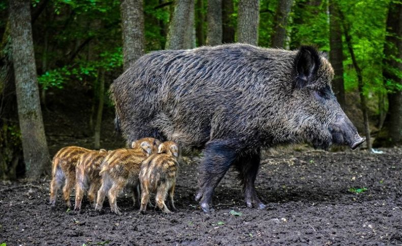 Кабан по способу питания: что ест и как питается это дикое животное