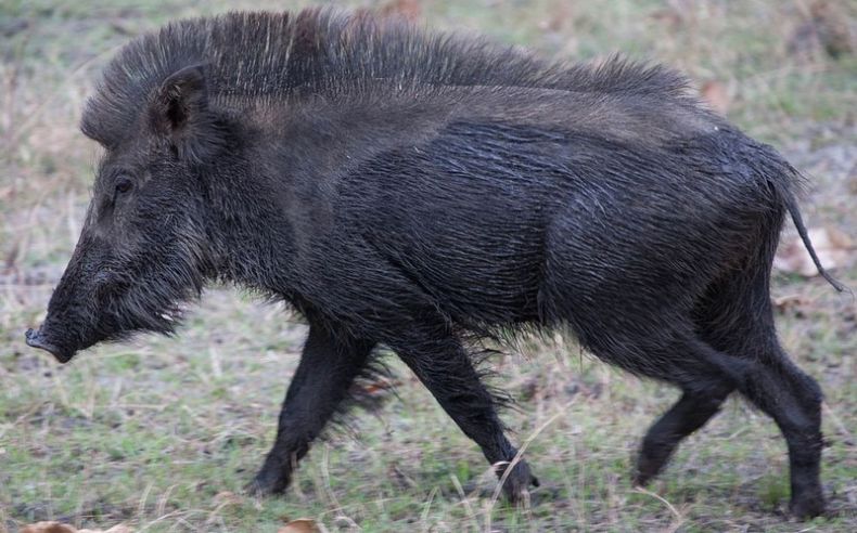 Кабан по способу питания: что ест и как питается это дикое животное