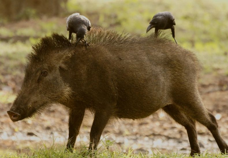 Кабан по способу питания: что ест и как питается это дикое животное